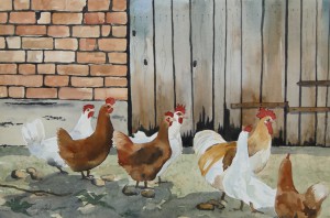 Federvieh  Glückliche Hühner  38 x 50 cm